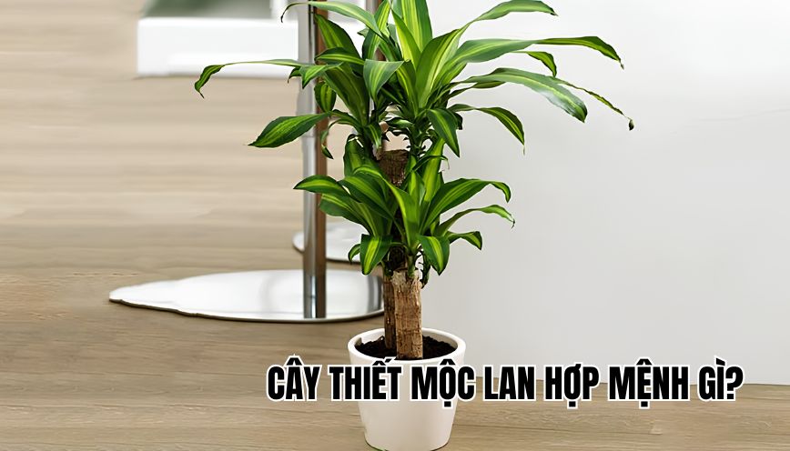 cây Thiết Mộc Lan hợp mệnh gì