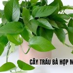 cây trầu bà hợp mệnh gì
