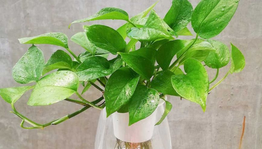 Cây trầu bà hợp mệnh gì? Mệnh nào phù hợp nhất?