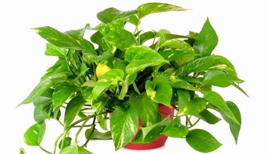Chọn cây trầu bà theo màu sắc và từng bản mệnh