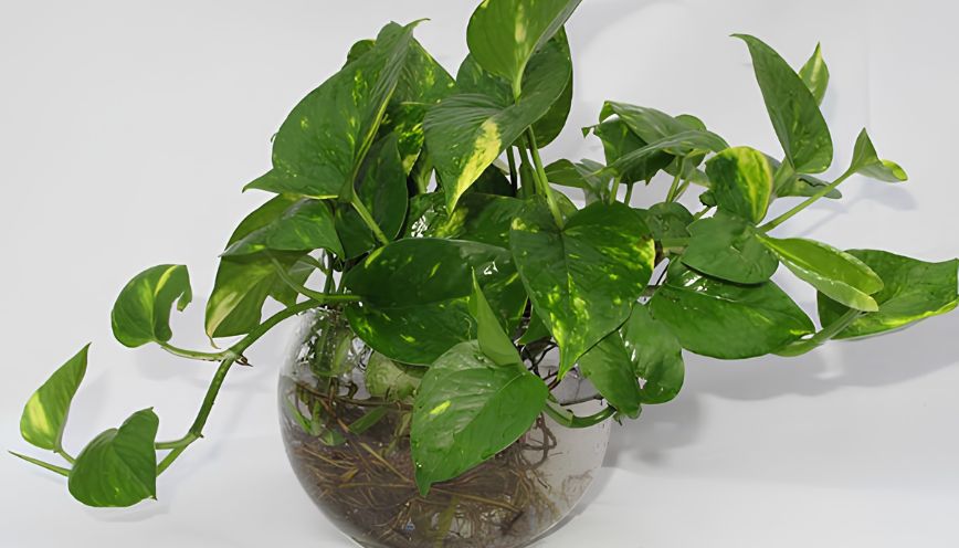 Cây trầu bà hợp tuổi nào? Ý nghĩa và vị trí đặt cây