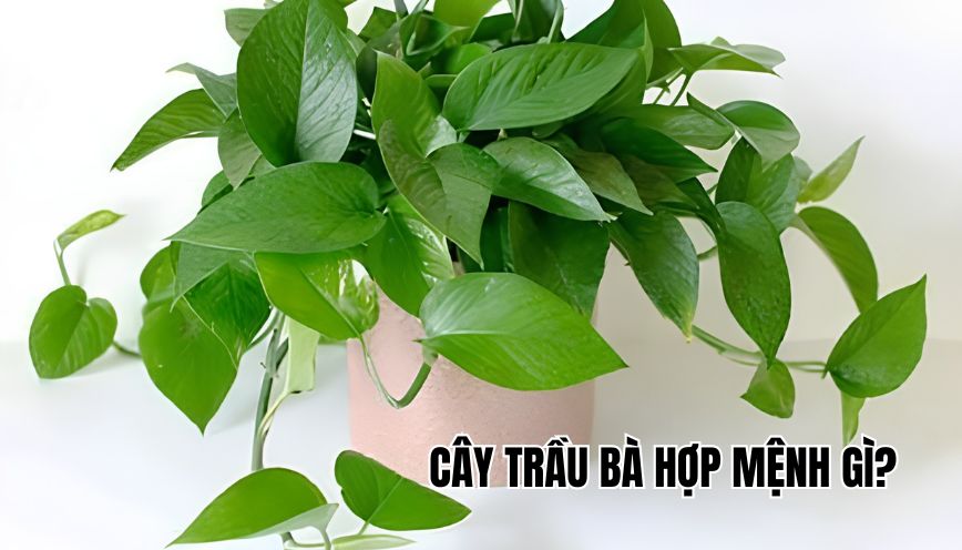 cây trầu bà hợp mệnh gì