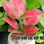 cây vạn lộc hợp mệnh gì