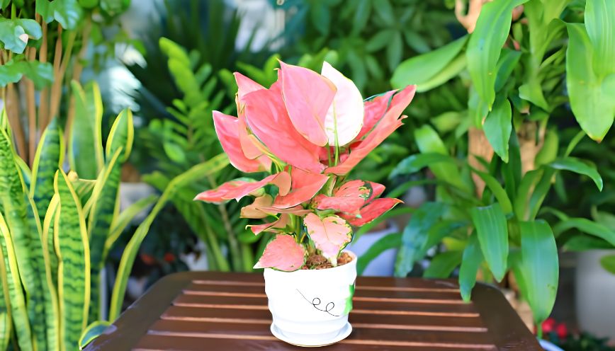 Ý nghĩa phong thủy và màu sắc của cây Vạn Lộc