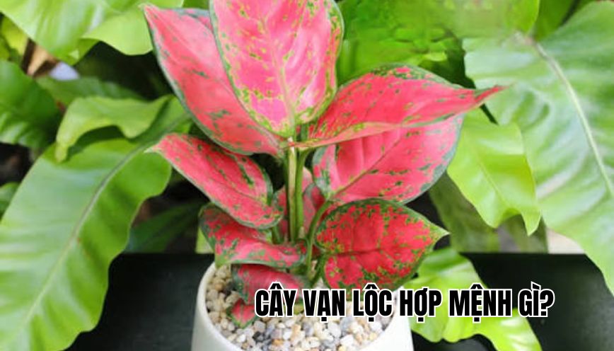 cây vạn lộc hợp mệnh gì