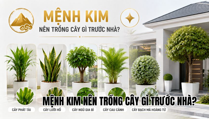 mệnh kim nên trồng cây gì trước nhà