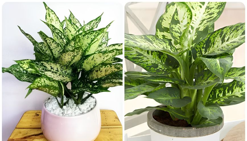 Cây ngọc ngân hợp mệnh gì? Ý nghĩa và cách đặt phong thủy