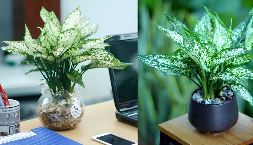 Cây ngọc ngân hợp mệnh gì? Mệnh nào phù hợp nhất?