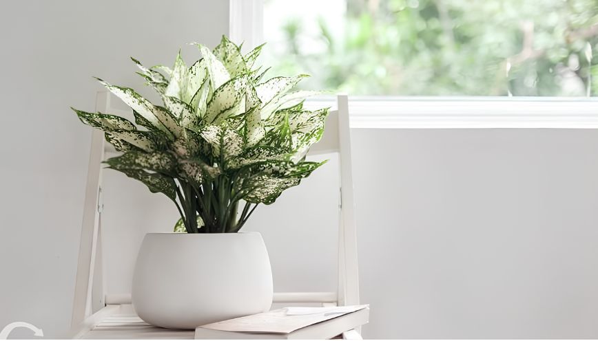 Cây Ngọc Ngân có những ý nghĩa gì trong phong thủy và đời sống?