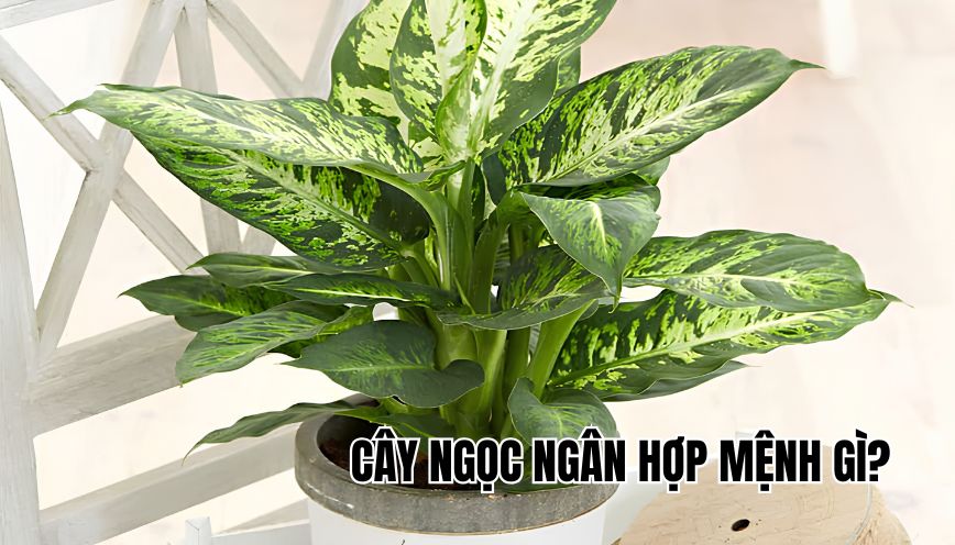Cây ngọc ngân hợp mệnh gì
