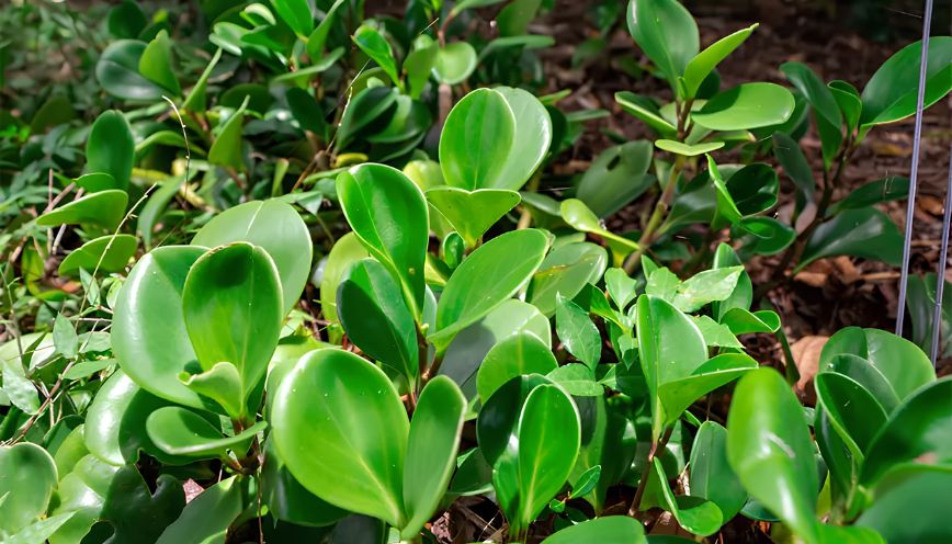 Cây trường sinh hợp mệnh gì? Mệnh Mộc và Hỏa có nên trồng không?