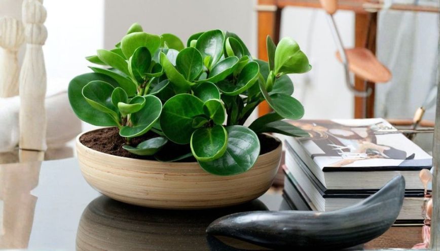 Đặt cây trường sinh ở đâu để vừa đẹp vừa hợp phong thủy?