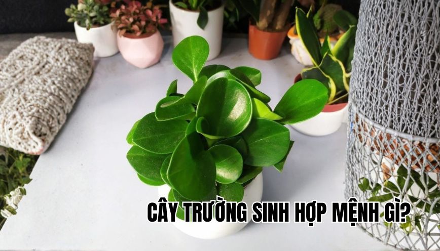 Cây trường sinh hợp mệnh gì