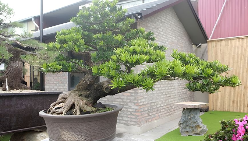 Cây tùng la hán hợp mệnh gì? Cách chọn cây chuẩn phong thủy