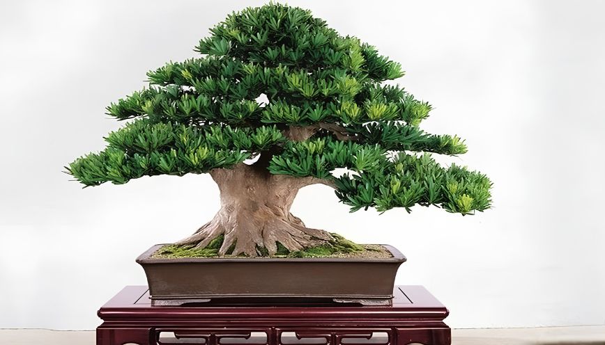 Cây tùng la hán hợp mệnh gì tốt không?