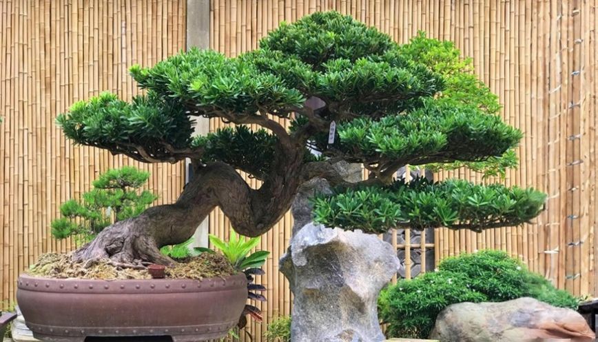 Cây Tùng La Hán hợp tuổi nào?