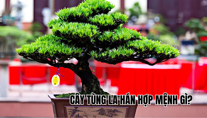 Cây tùng la hán hợp mệnh gì